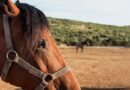 Polícia procura ladrões de cavalo em Bauru; dois roubos em 15 dias